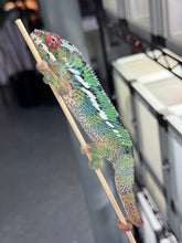 Load image into Gallery viewer, AMBILOBE Panther Chameleon: Starburst x Margaret (R10)