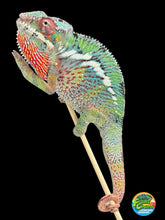 Load image into Gallery viewer, AMBILOBE Panther Chameleon: Starburst x Margaret (R10)