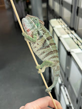 Load image into Gallery viewer, AMBANJA Panther Chameleon x WC male (I4)