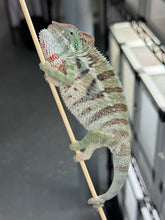Load image into Gallery viewer, AMBANJA Panther Chameleon x WC male (I4)