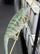 Load image into Gallery viewer, AMBANJA Panther Chameleon x WC male (I4)