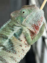 Load image into Gallery viewer, AMBANJA Panther Chameleon x WC male (I4)