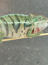 Load image into Gallery viewer, AMBANJA Panther Chameleon x WC male (I4)