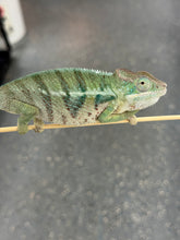 Load image into Gallery viewer, AMBANJA Panther Chameleon x WC male (I4)