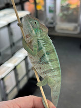 Load image into Gallery viewer, AMBANJA Panther Chameleon x WC male (I4)