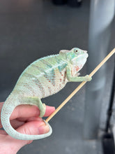 Load image into Gallery viewer, AMBANJA Panther Chameleon x WC male (I4)