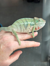 Load image into Gallery viewer, AMBANJA Panther Chameleon x WC male (I4)