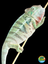 Load image into Gallery viewer, AMBANJA Panther Chameleon x WC male (I4)