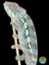 Load image into Gallery viewer, AMBILOBE Panther Chameleon: Frank x Sandy (I8)