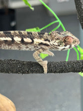 Load image into Gallery viewer, SAMBAVA Panther Chameleon: Marley x Mabel (R7)