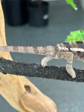Load image into Gallery viewer, SAMBAVA Panther Chameleon: Marley x Mabel (R7)