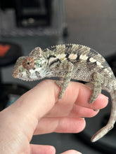 Load image into Gallery viewer, SAMBAVA Panther Chameleon: Marley x Mabel (R7)