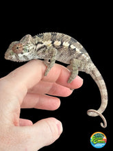 Load image into Gallery viewer, SAMBAVA Panther Chameleon: Marley x Mabel (R7)