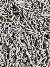 Load image into Gallery viewer, Hundreds of silkworms to use as a background