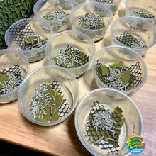 Load image into Gallery viewer, Silkworms in a cup ready to ship