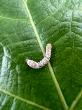 Load image into Gallery viewer, Small Silkworms for sale at FramsChams