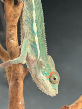 Load image into Gallery viewer, Beautiful blue/green panther chameleon full of rainbow colors at FramsChams