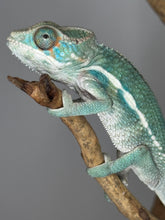 Load image into Gallery viewer, Beautiful blue/green panther chameleon full of rainbow colors at FramsChams