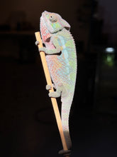Load image into Gallery viewer, A live male panther chameleon perched on a wooden stick against a dark, blurred background.