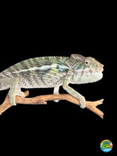 Load image into Gallery viewer, Young panther chameleon with hints of yellow and blues coming in standing on a branch.