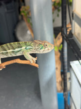Load image into Gallery viewer, Yellow juvenile panther chameleon side view standing on a stick.