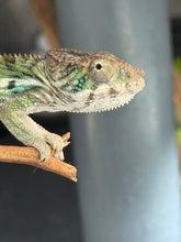 Load image into Gallery viewer, Closeup on panther chameleon face.
