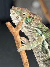 Load image into Gallery viewer, Young panther chameleon climbing a stick showing off his yellow and blue scales.