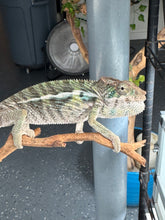 Load image into Gallery viewer, Juvenile panther chameleon puffing up body at the camera.