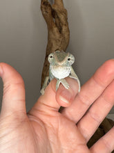 Load image into Gallery viewer, Young panther chameleon looking at the camera with both eyes slightly askew.