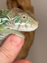 Load image into Gallery viewer, Panther chameleon juvenile looking at camera with one eye. Reflection of light in pupil.