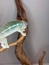 Load image into Gallery viewer, Side view of chameleon showing off turquoise blue bars and yellow body.