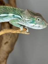 Load image into Gallery viewer, Cute chameleon peeking at camera.