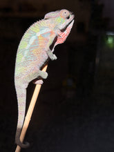 Load image into Gallery viewer, A close-up of a male panther chameleon perched on a thin stick against a dark, blurred background. The chameleon has a pale green and yellow body with a bright pink-red throat and dewlap.