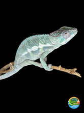 Load image into Gallery viewer, Calm adult male Surprise Panther Chameleon showing established teal and green coloration on branch