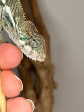 Load image into Gallery viewer, Close-up of Ambanja × Ambilobe chameleon head with vibrant emerging blue and yellow accents