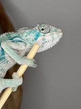 Load image into Gallery viewer, Face close-up of hybrid chameleon