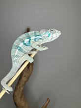 Load image into Gallery viewer, Clutchmate perched calmly on a branch