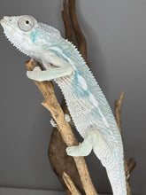 Load image into Gallery viewer, Clutchmate on a branch