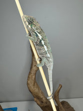 Load image into Gallery viewer, Ambanja × Ambilobe chameleon displaying its emerging blue