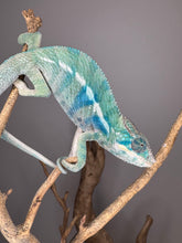 Load image into Gallery viewer, Close-up of Ambanja × Ambilobe hybrid showing vibrant blue colors