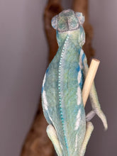 Load image into Gallery viewer, Detailed view of the hybrid chameleon’s blue and yellow color pattern