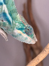 Load image into Gallery viewer, Close-up of hybrid chameleon’s face showing alert expression