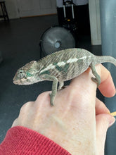 Load image into Gallery viewer, Full view of young hybrid Panther Chameleon showing overall color and pet-ready nature