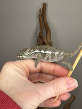 Load image into Gallery viewer, Young Ambanja × Ambilobe hybrid calmly sitting on a hand, showcasing gentle temperament