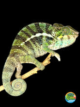 Load image into Gallery viewer, Ambanja × Ambilobe hybrid panther chameleon showing vibrant green, blue, and yellow colors.