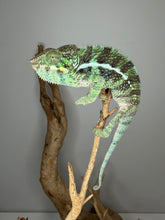 Load image into Gallery viewer, Close-up of the hybrid panther chameleon’s calm face and gentle expression.