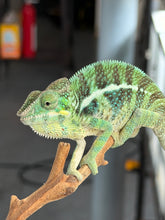 Load image into Gallery viewer, Side view of Ambanja × Ambilobe hybrid highlighting colorful pattern and healthy body.