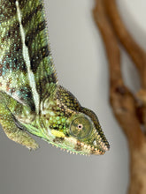 Load image into Gallery viewer, Hybrid panther exploring enclosure, demonstrating gentle and curious temperament.