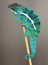 Load image into Gallery viewer, Close-up of a male Ambanja × Ambilobe hybrid Panther Chameleon with vibrant coloration