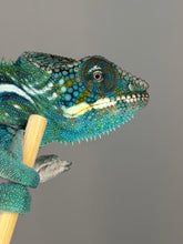 Load image into Gallery viewer, Teal highlights on a male Ambanja × Ambilobe hybrid Panther Chameleon